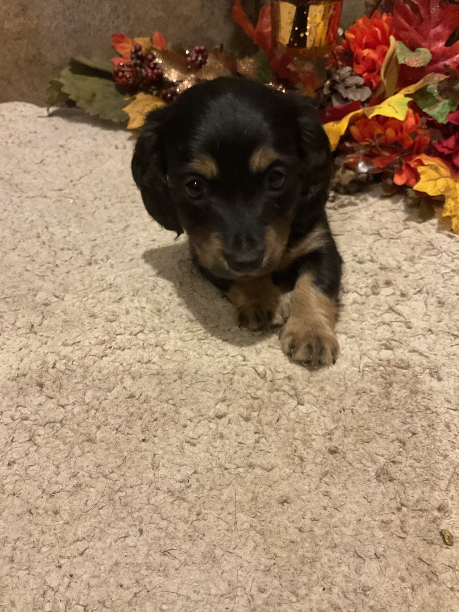 AKC Miniature Dachshund Puppy - Long-Haired Black and Tan