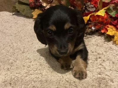 AKC Miniature Dachshund Puppy - Long-Haired Black and Tan