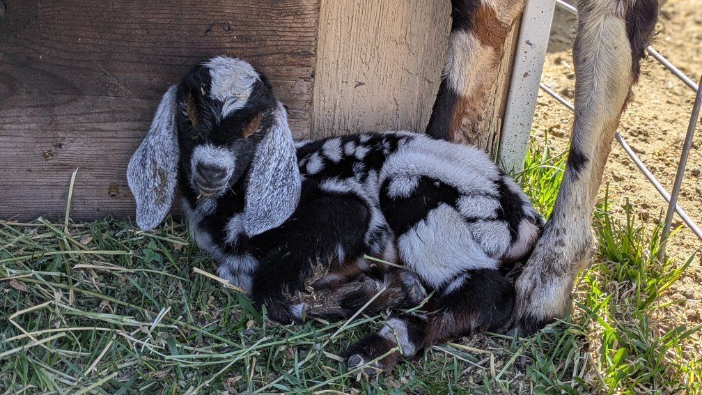 Gorgeous Moonspotted Full Nubian Buckling