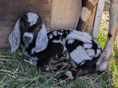 Gorgeous Moonspotted Full Nubian Buckling