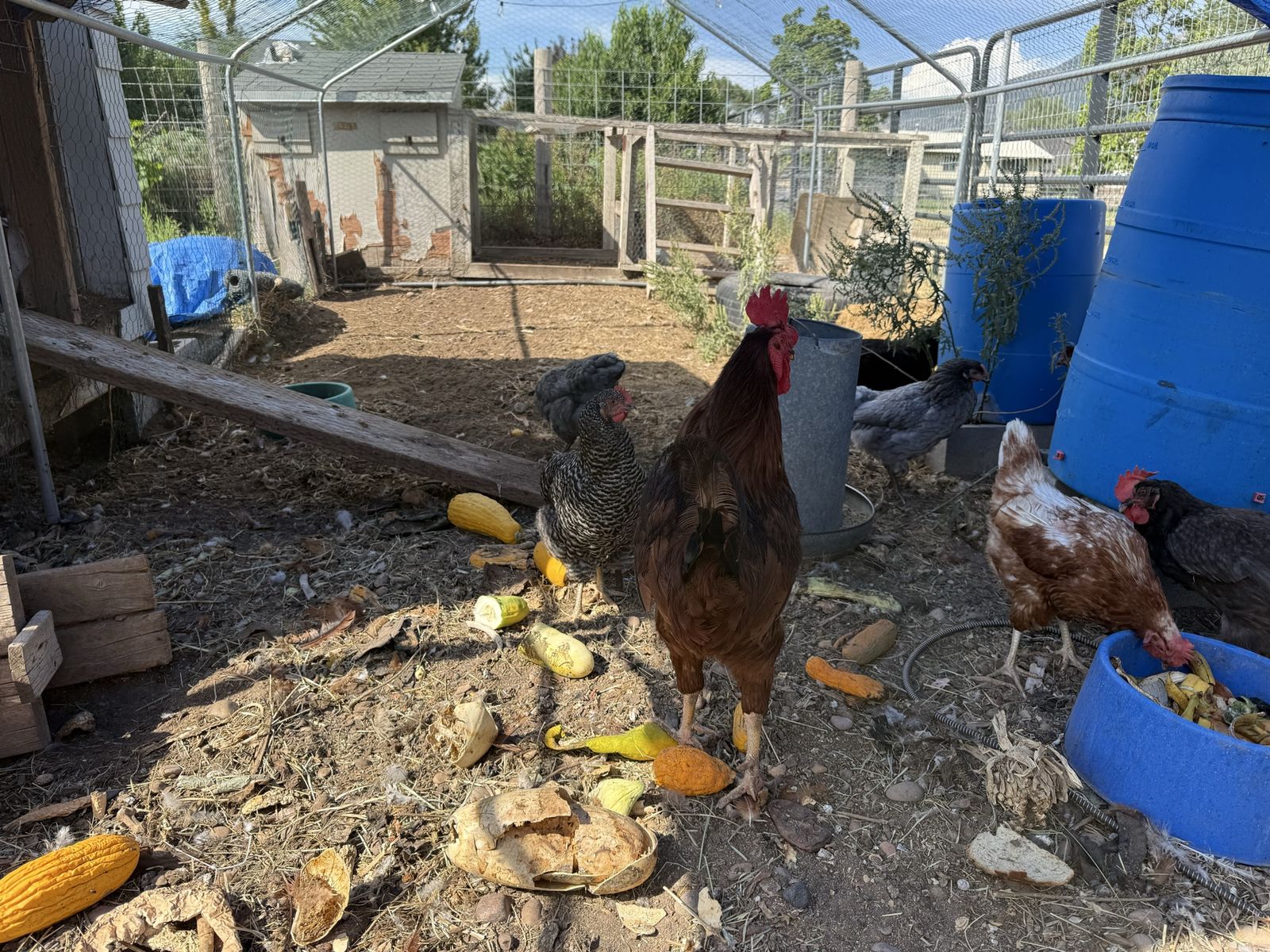 Rhode Island Red rooster. Free