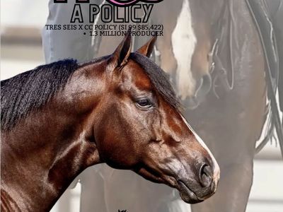 BP Tres A Policy, son of Tres Seis out of $1.3 million dollar producing daughter of Corona Cartel