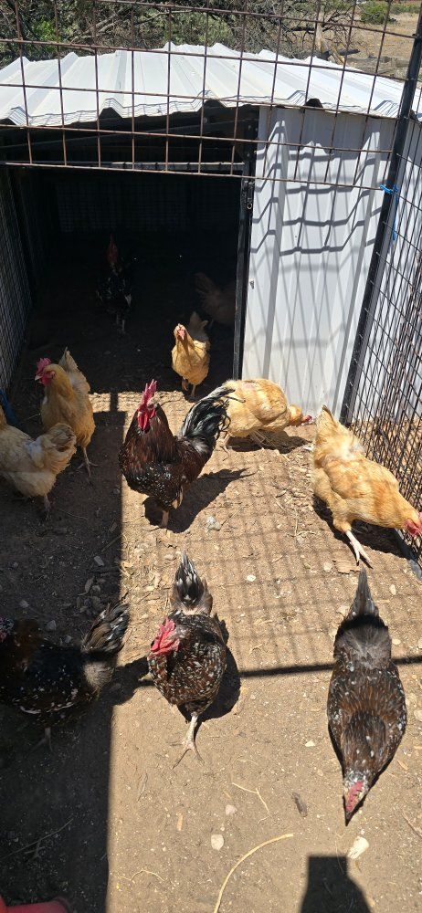 Flock of 12