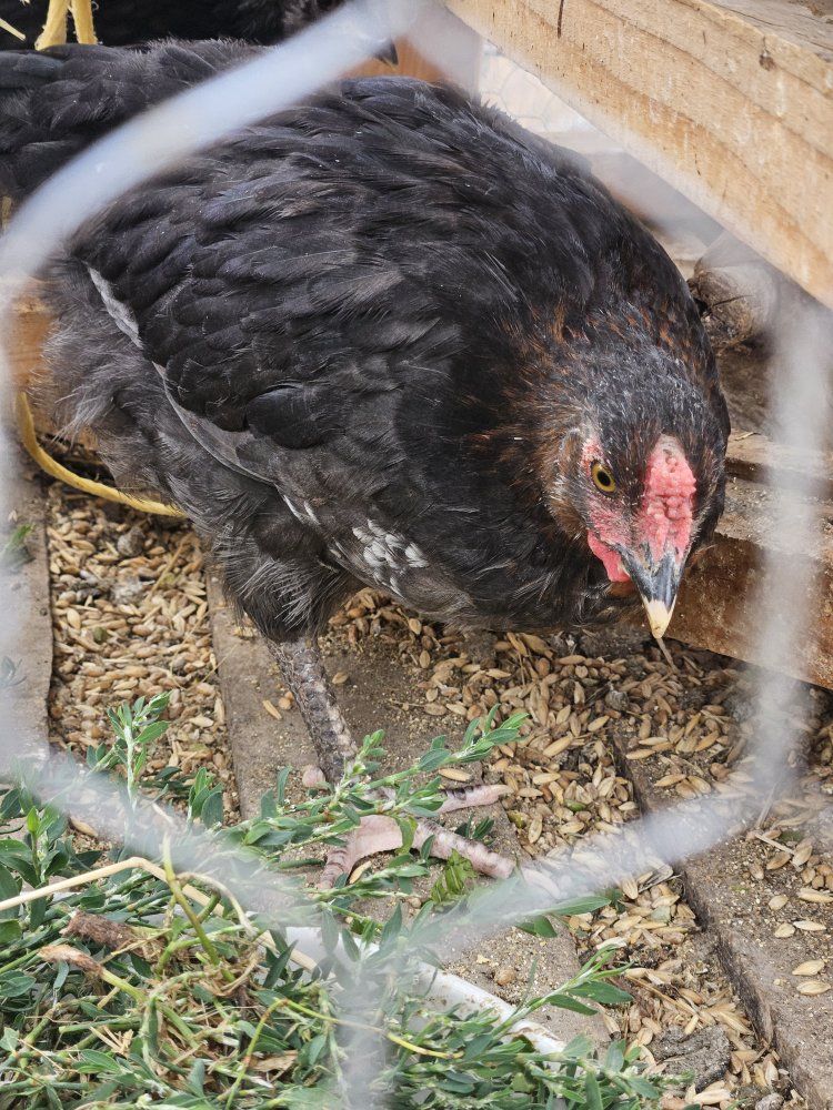 4 month old hens
