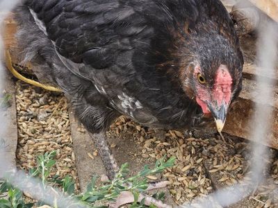 4 month old hens