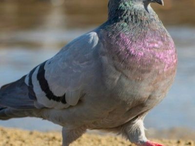 Pigeons for Training Dogs or squab
