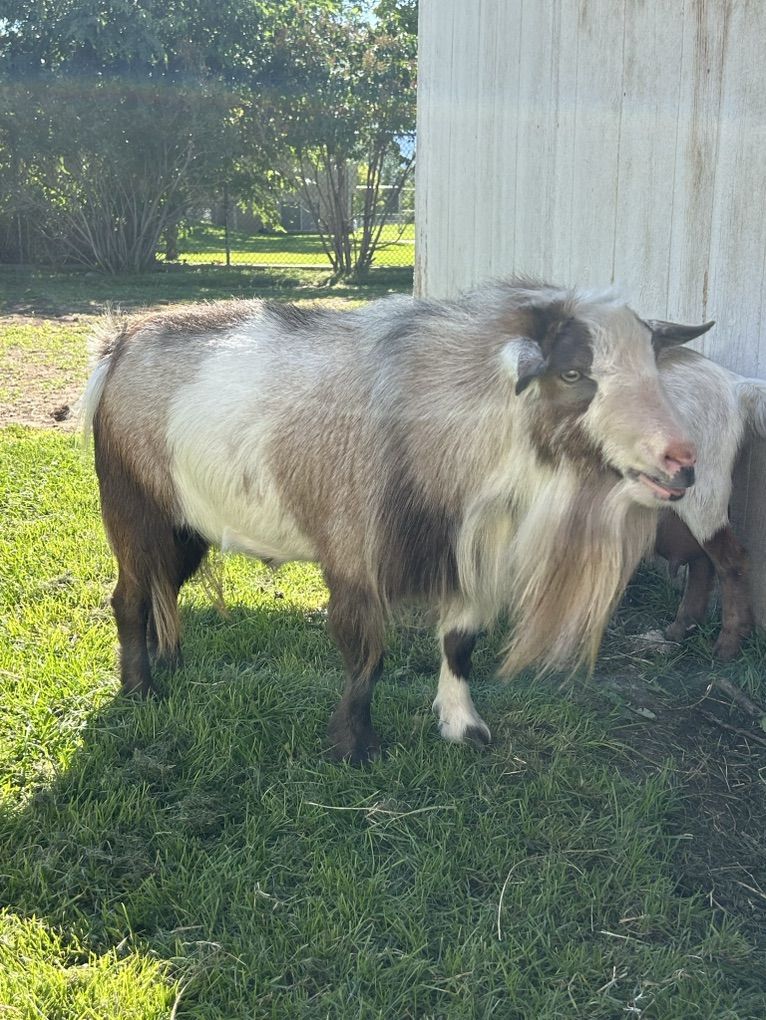 Nigerian Dwarf Goat For Stud
