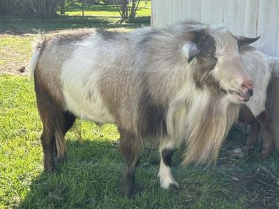 Nigerian Dwarf Goat For Stud