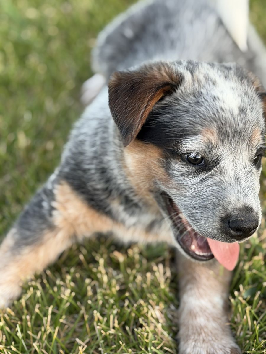Blue heeler pups