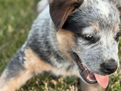 Blue heeler pups