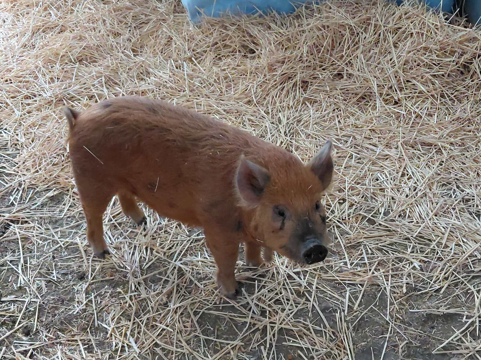 NOTICE OF SALE - Livestock