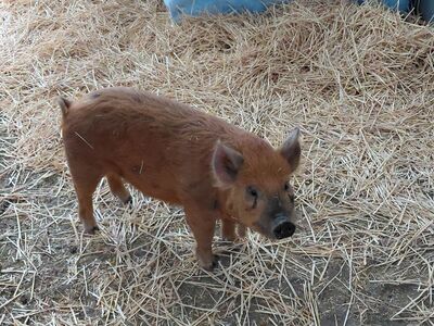 NOTICE OF SALE - Livestock