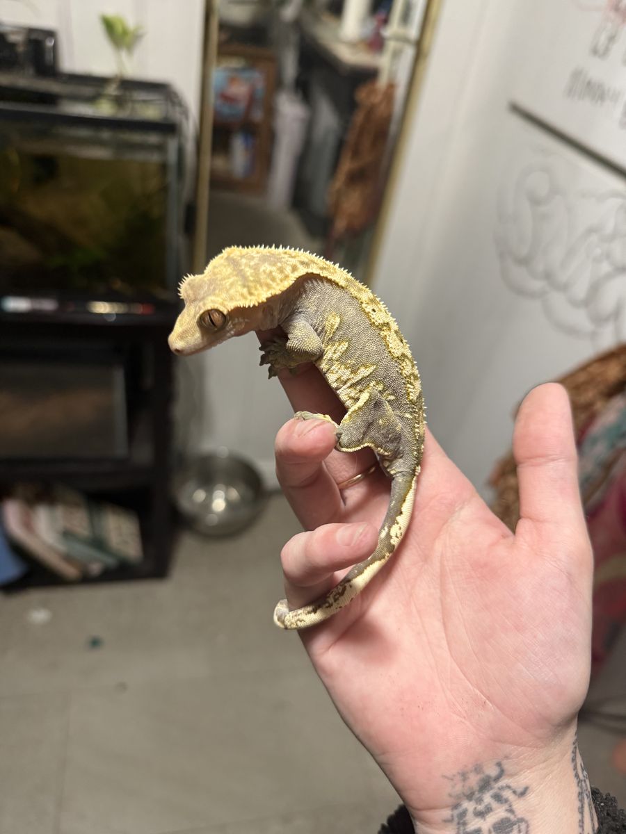Female Harlequin Crested Gecko