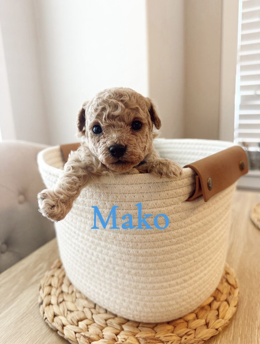 Beautiful Bichon/Yorkiepoo Male
