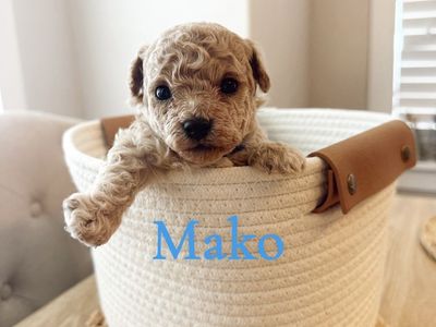 Beautiful Bichon/Yorkiepoo Male