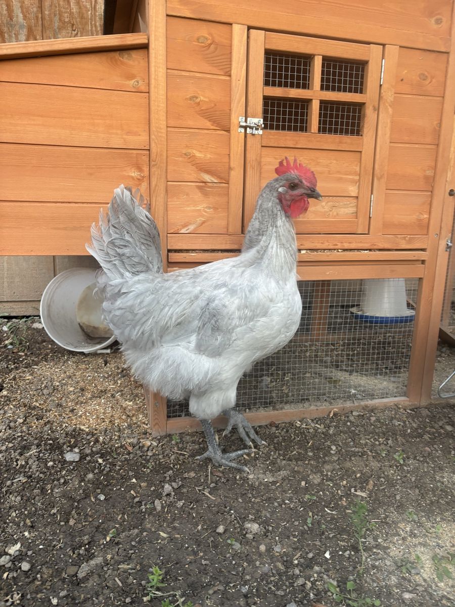 Lavendar Orpington Rooster 