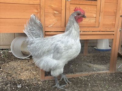 Lavendar Orpington Rooster