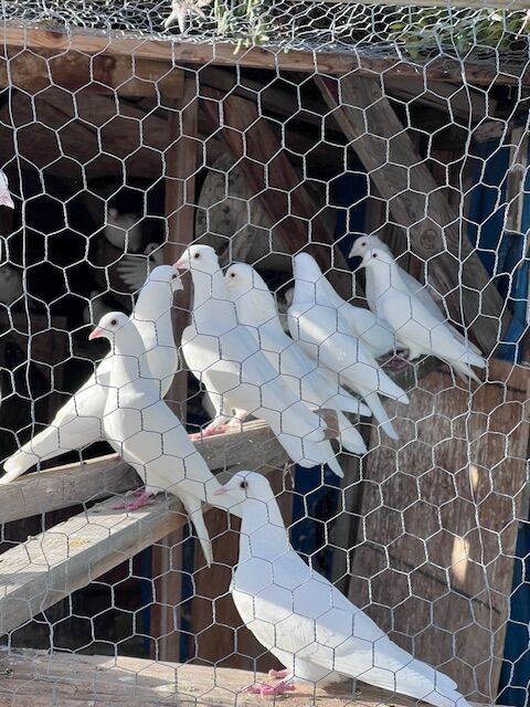 Pigeons for Sale