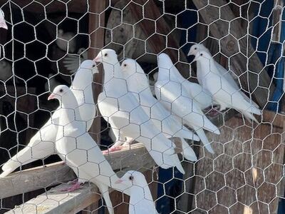 Pigeons for Sale