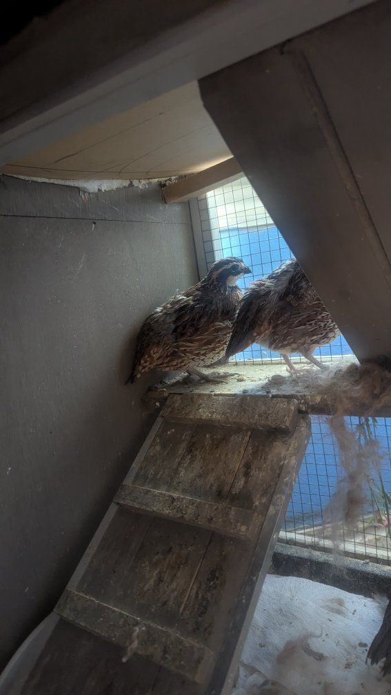 Bobwhite Quail
