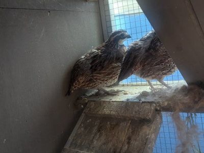 Bobwhite Quail