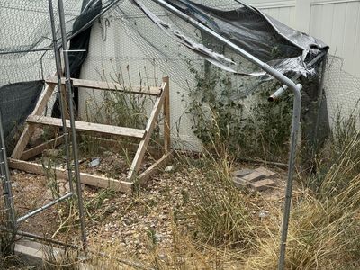 Free chicken run