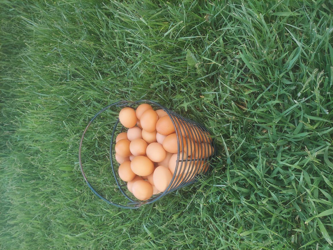YOUNG LAYING HENS