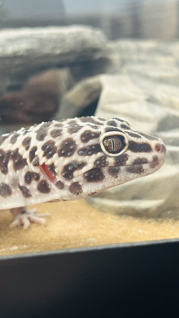 Snow Leopard Gecko SEND OFFERS