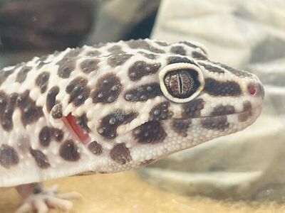 Snow Leopard Gecko SEND OFFERS