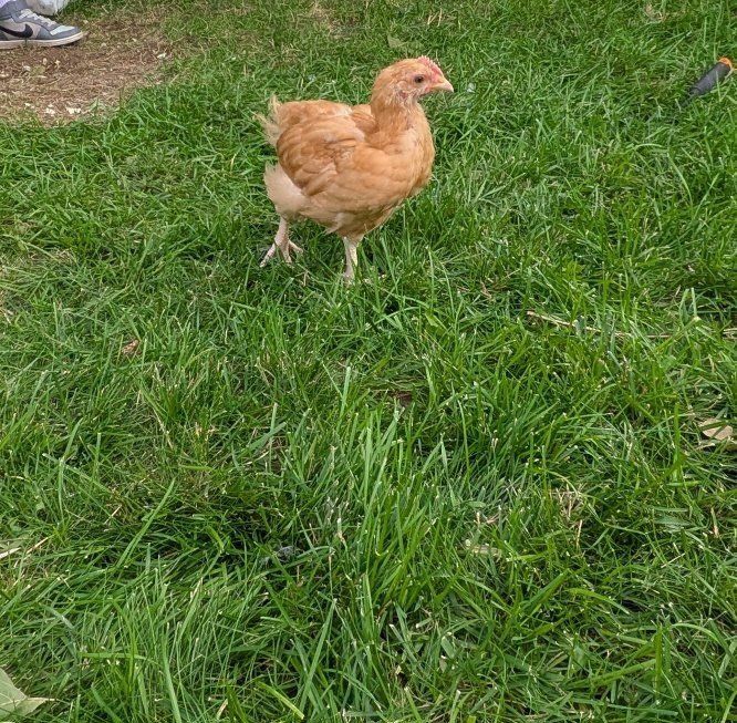  Cockerels/Roosters