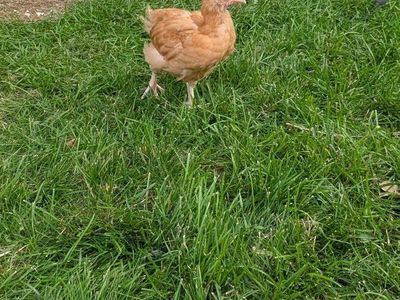 Cockerels/Roosters