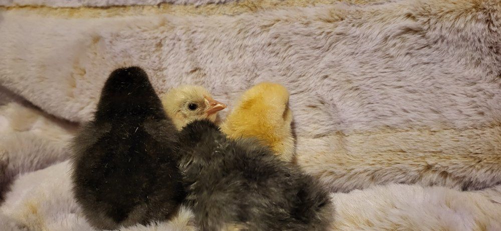 day old chicks