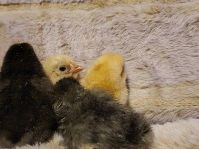 day old chicks