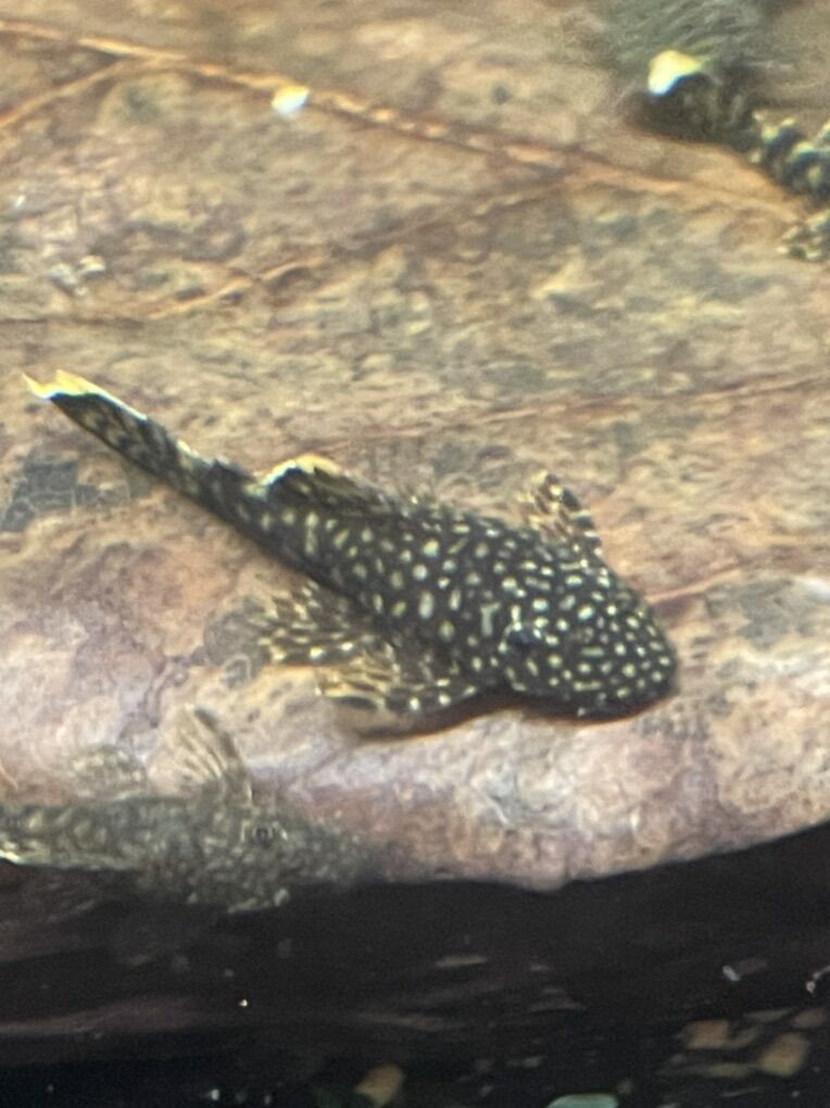 Busy-Nose Pleco's