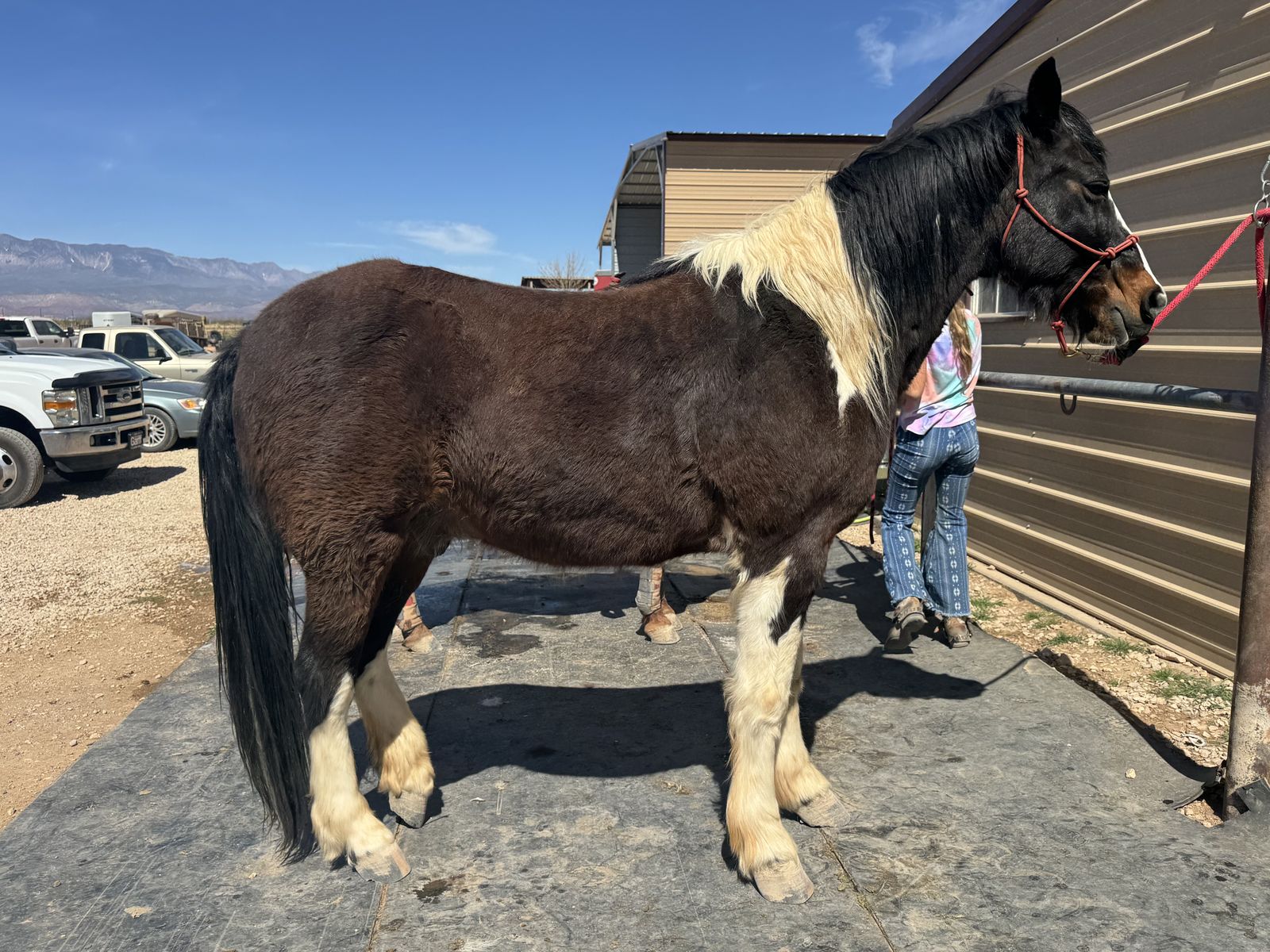 Smokin Deal- Foxtrotter Gelding