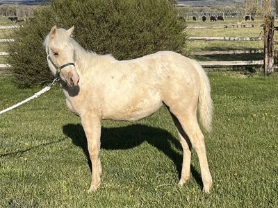 AQHA filly