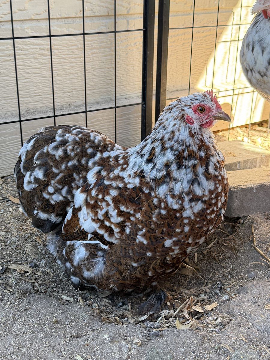 Bantam Calico Cochin Breeding Pair