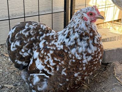 Bantam Calico Cochin Breeding Pair