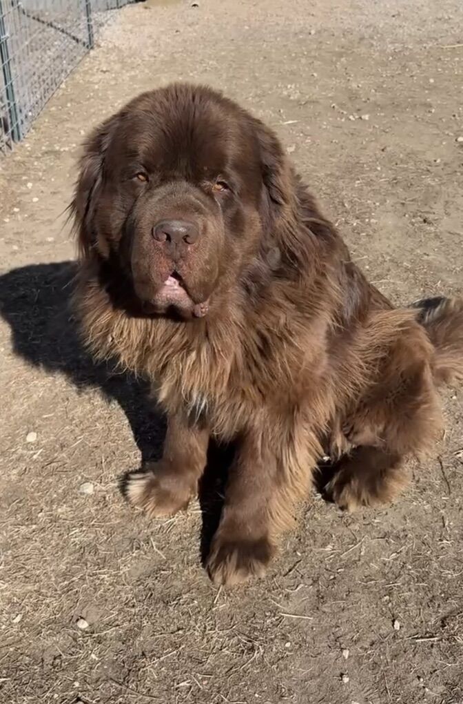 AKC Newfoundland Studs