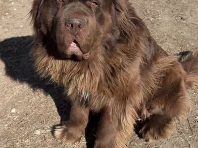 AKC Newfoundland Studs