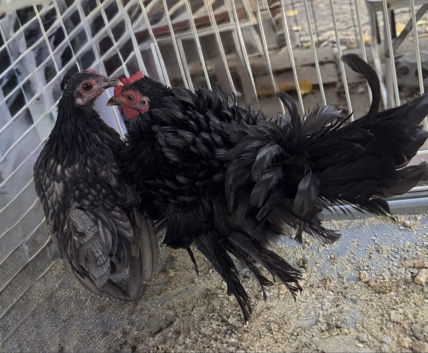 Serama/Kiki Frizzle Black Rooster - Male Chicken