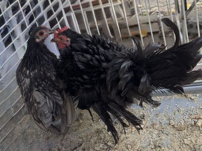 Serama/Kiki Frizzle Black Rooster - Male Chicken