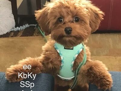 Yorkie,Poodle,Doodle Studs