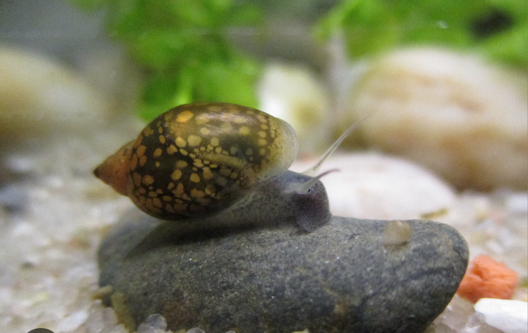 Bladder snails