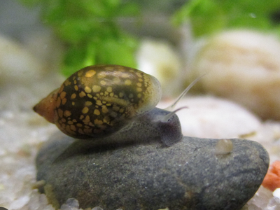 Bladder snails