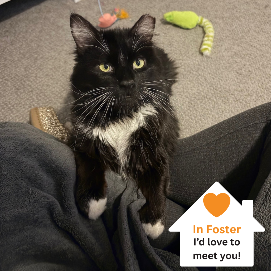 Hello my name is Brighton