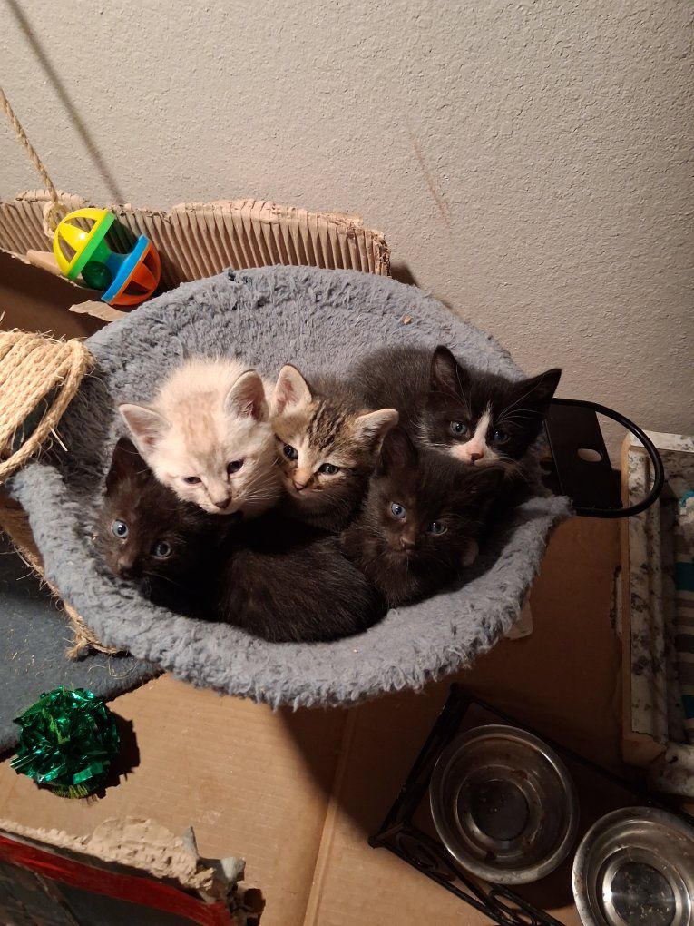 Free Kittens (8 weeks old)