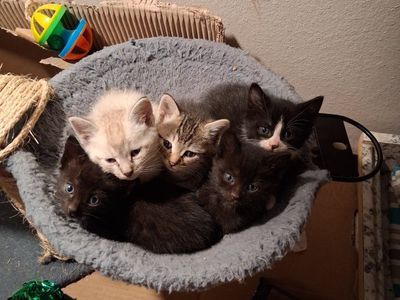 Free Kittens (8 weeks old)