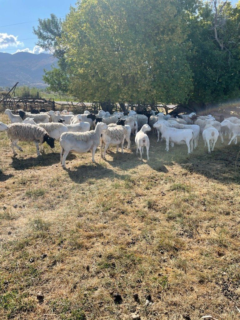 Ewe Lambs For Sale