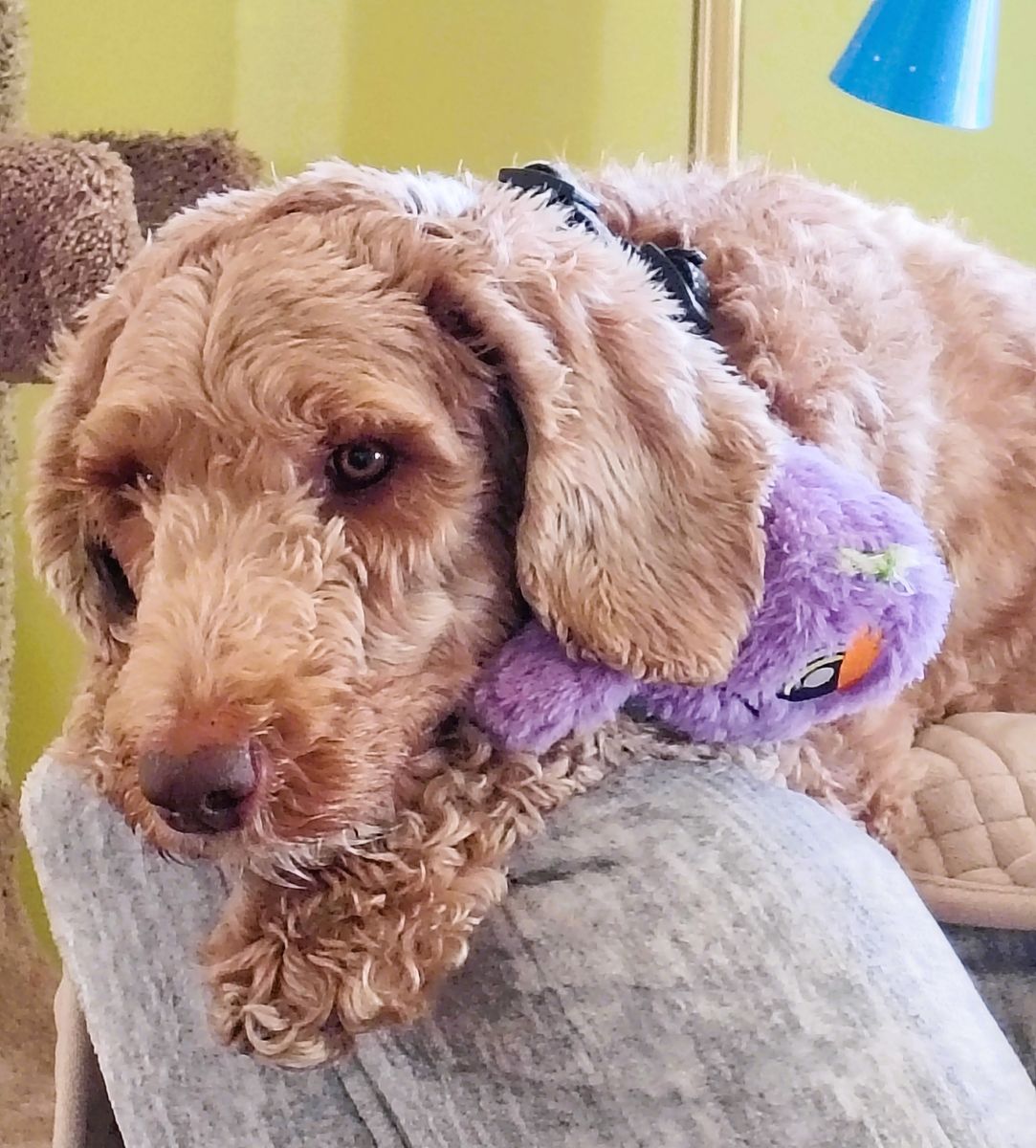 Penny Lou an Irish/Poo